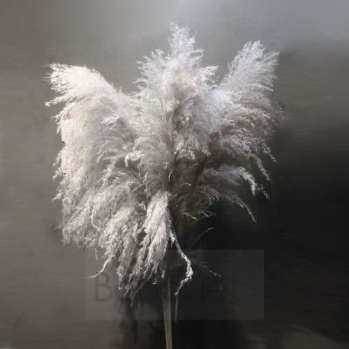 Extra Large fluffy natural Pampas Grass - 140cm