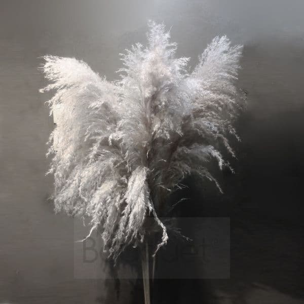 Extra Large fluffy natural Pampas Grass - 140cm