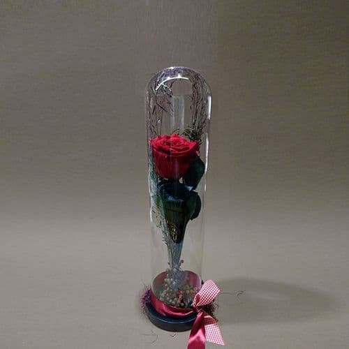 Forever Red Rose in a Tall Dome