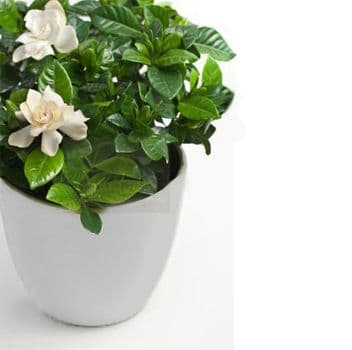Gardenia in a pot