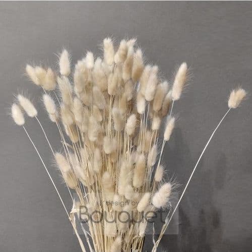 LAGURUS ΦΥΣΙΚΟ ΧΡΩΜΑ - DOUBLE BUNCH