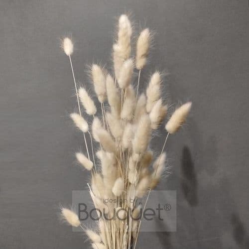 LAGURUS ΦΥΣΙΚΟ ΧΡΩΜΑ - LAGURUS NATURAL BEIGE