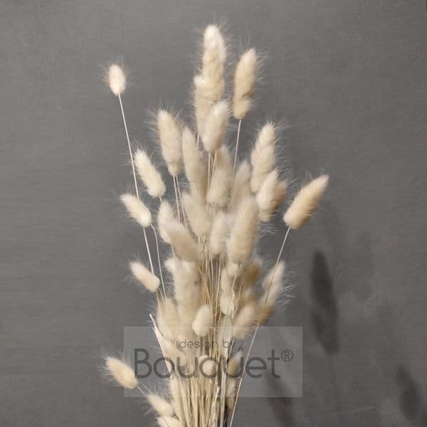 LAGURUS ΦΥΣΙΚΟ ΧΡΩΜΑ - LAGURUS NATURAL BEIGE
