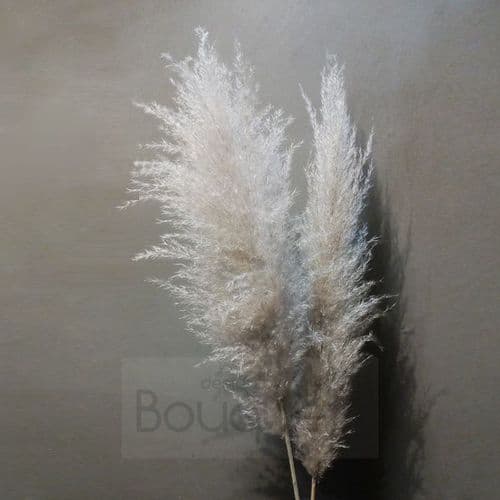 Large natural Pampas Grass - 120cm