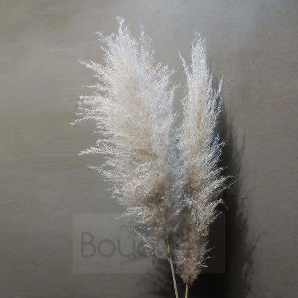 Large natural Pampas Grass - 120cm