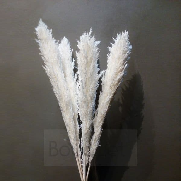 Large White Pampas Grass - 85cm