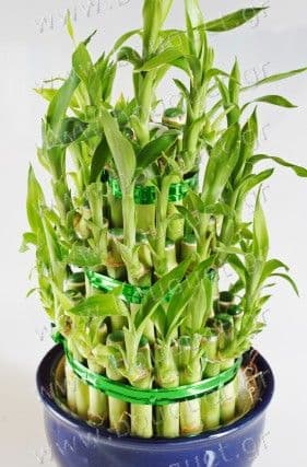 Lucky Bamboo