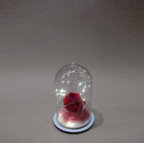 Mini Forever Rose in Dome with Fairy Lights