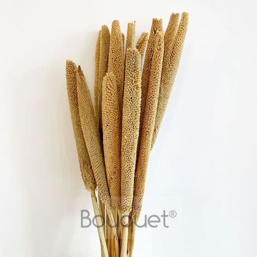 NATURAL BABALA BEIGE