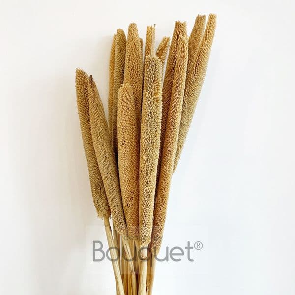 NATURAL BABALA BEIGE
