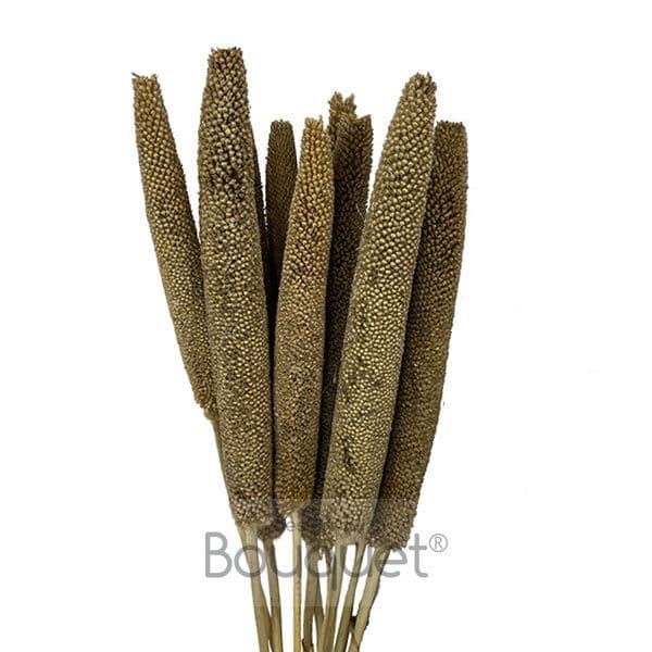 NATURAL BROWN BABALA - BOUBLE BUNCH