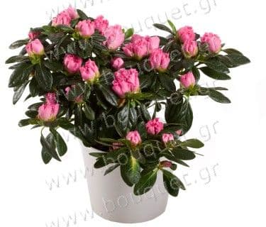 Pink azalea