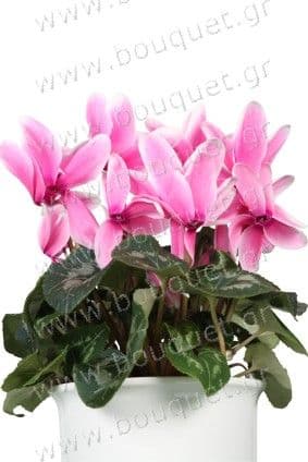 Pink cyclamen in a pot