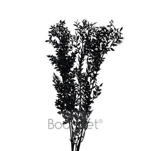 PRESERVED BLACK RUSCUS / ΚΕΡΩΜΕΝΟ ΡΟΥΣΚΟΥΣ ΜΑΥΡΟ - COMING SOON