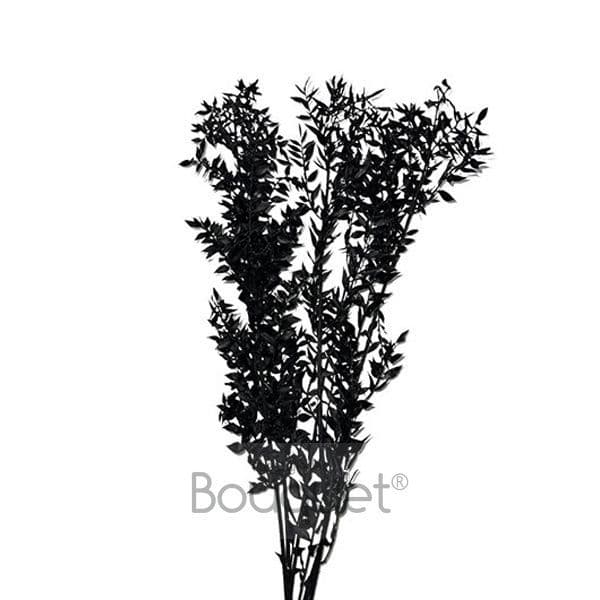 PRESERVED BLACK RUSCUS / ΚΕΡΩΜΕΝΟ ΡΟΥΣΚΟΥΣ ΜΑΥΡΟ - COMING SOON