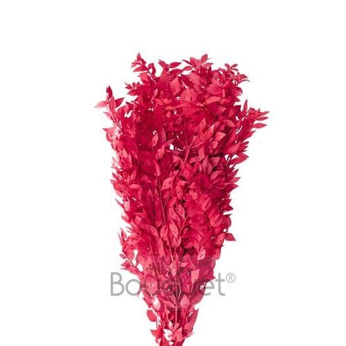 PRESERVED MAGENTA RUSCUS / ΚΕΡΩΜΕΝΟ ΡΟΥΣΚΟΥΣ ΜΑΤΖΕΝΤΑ