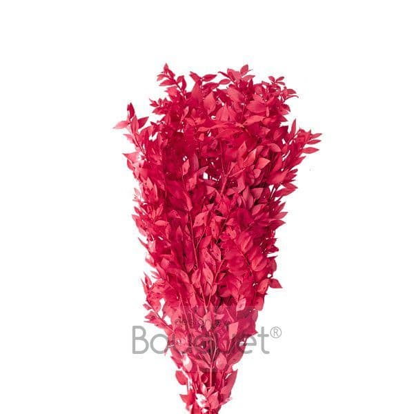 PRESERVED MAGENTA RUSCUS / ΚΕΡΩΜΕΝΟ ΡΟΥΣΚΟΥΣ ΜΑΤΖΕΝΤΑ