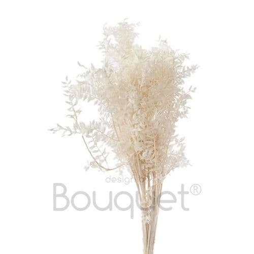 PRESERVED OFF WHITE RUSCUS - ΚΕΡΩΜΕΝΟ OFF WHITE ΡΟΥΣΚΟΥΣ