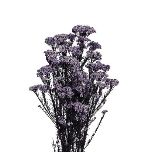 PRESERVED PURPLE RICE FLOWERS