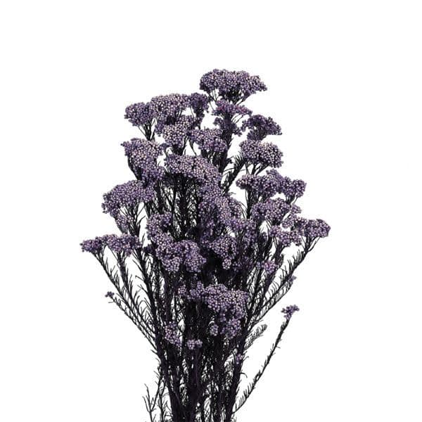 PRESERVED PURPLE RICE FLOWERS