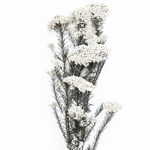 PRESERVED WHITE RICE FLOWERS