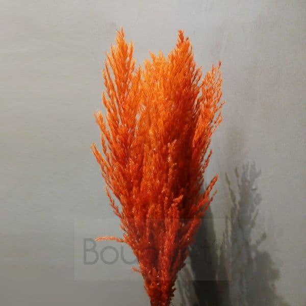Red - Orange Pampas Grass - 110cm