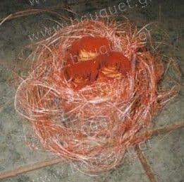 Roses wrapped in coconut fibers