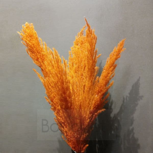 Yellow - Orange Pampas Grass - 110cm