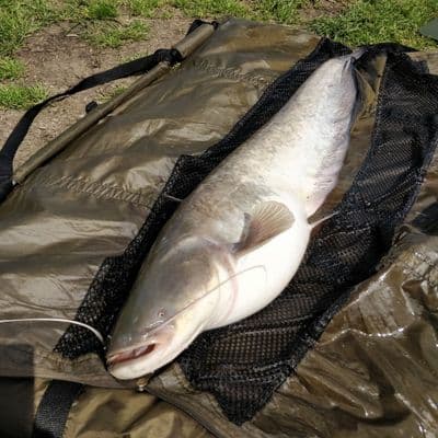 Harrison  Catfish Rods