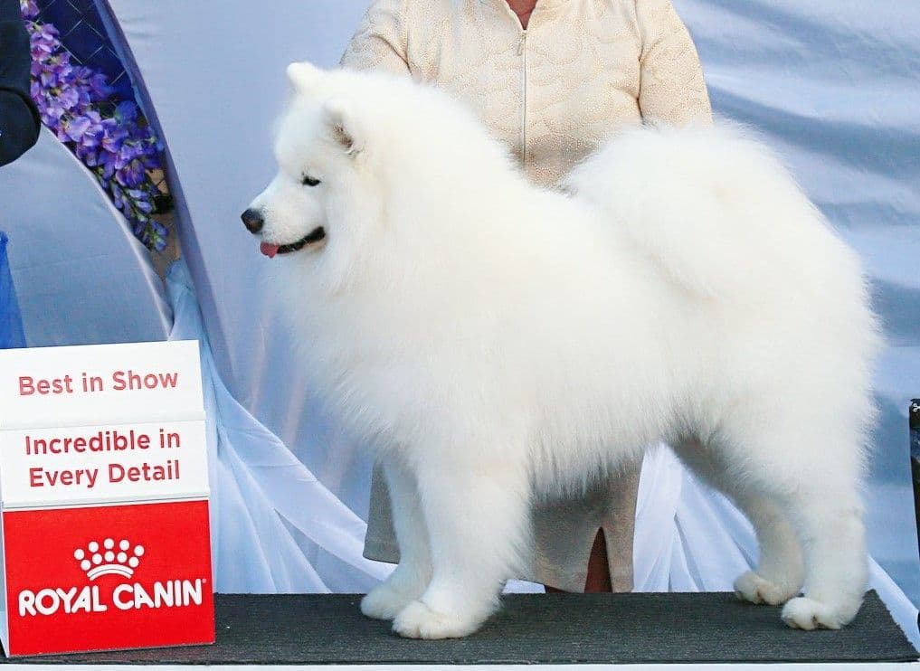 Best Dog Shampoo for Samoyed AUST SUP CH. Lunasea Nothing Holdin Me Back - Rafa