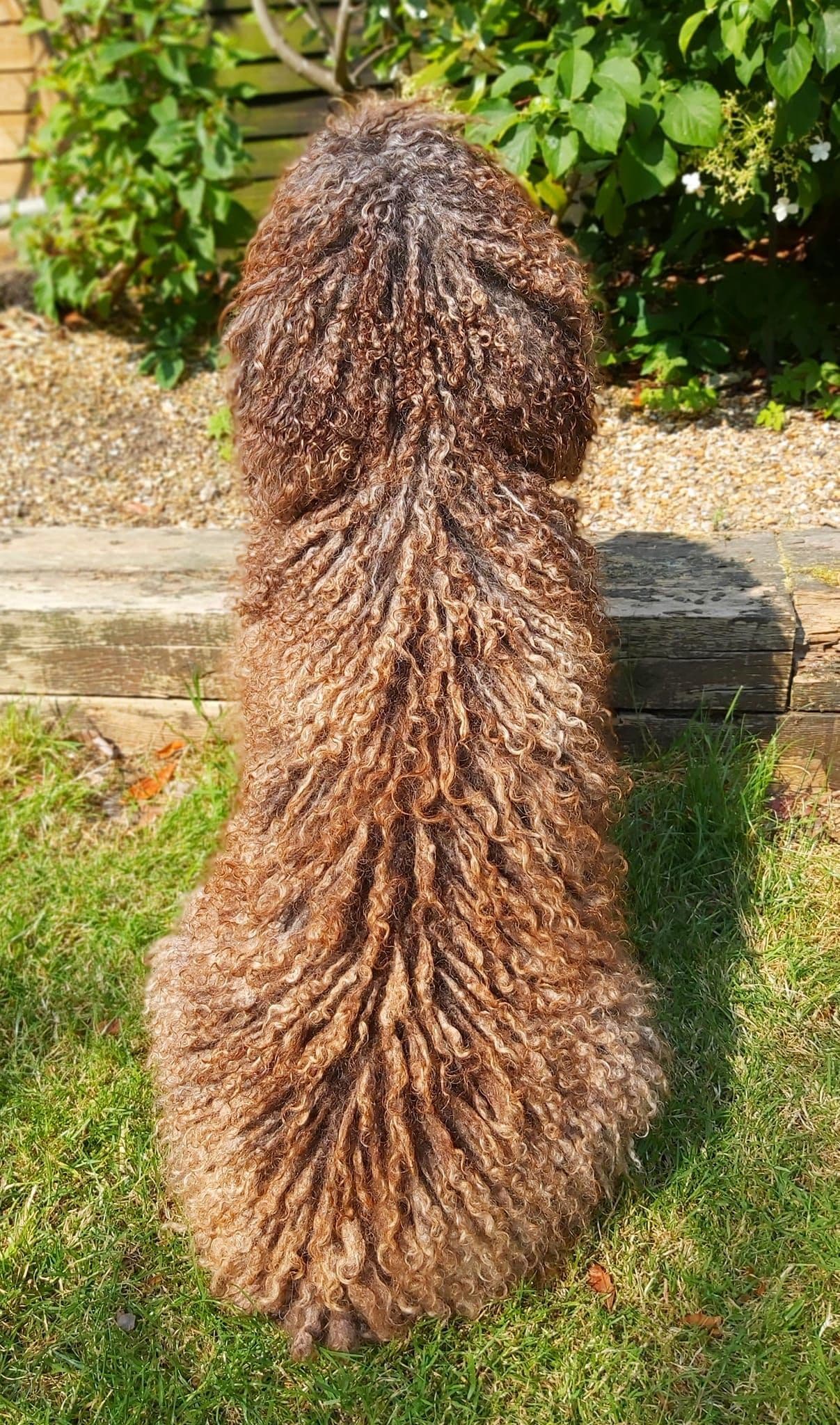 Spanish Water Dog, natural cording