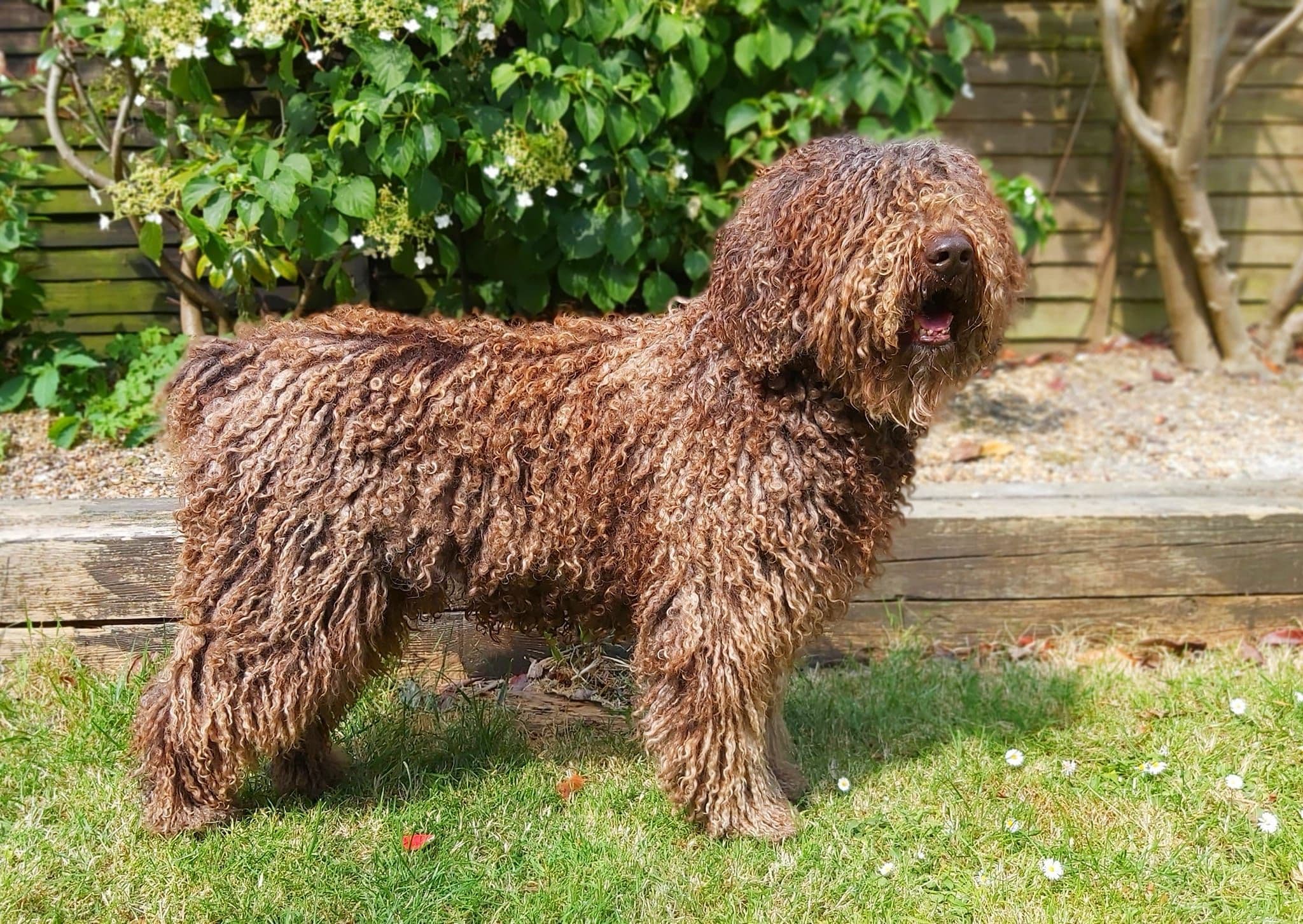 Bruno Spanish Dog full natural cording coat