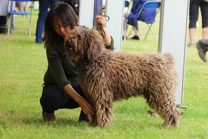 Spanish Water Dog Bruno in the UK is using it!