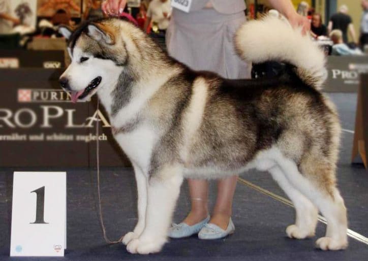 Best Dog Shampoo for Coarse coat, Malamute, Akita, Chow Chow