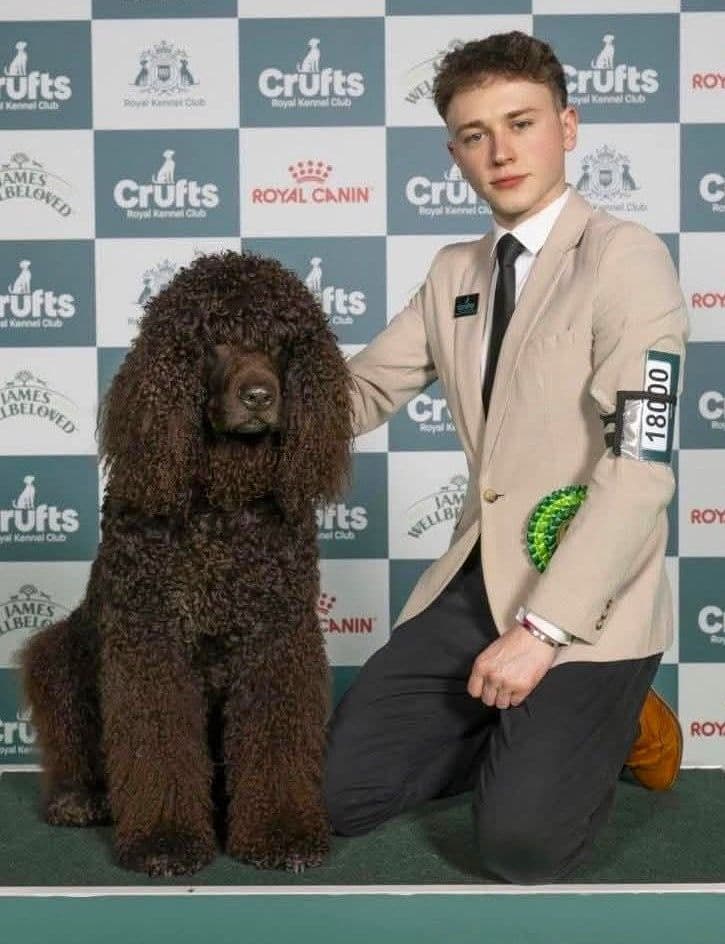 ShCh Fynder Reacher ShCex, Beautiful Example of Irish Water Spaniel 10 CCs 11BOBs, 4RCCs, 2 Best in shows at Irish water spaniel Association Championship shows Bred by Pepi Barrington Owned by Louise Latheron Handled by Edward Eddery Groomed with MD10 by Sandra Farewell Including dog CC and BOB at crufts 2026