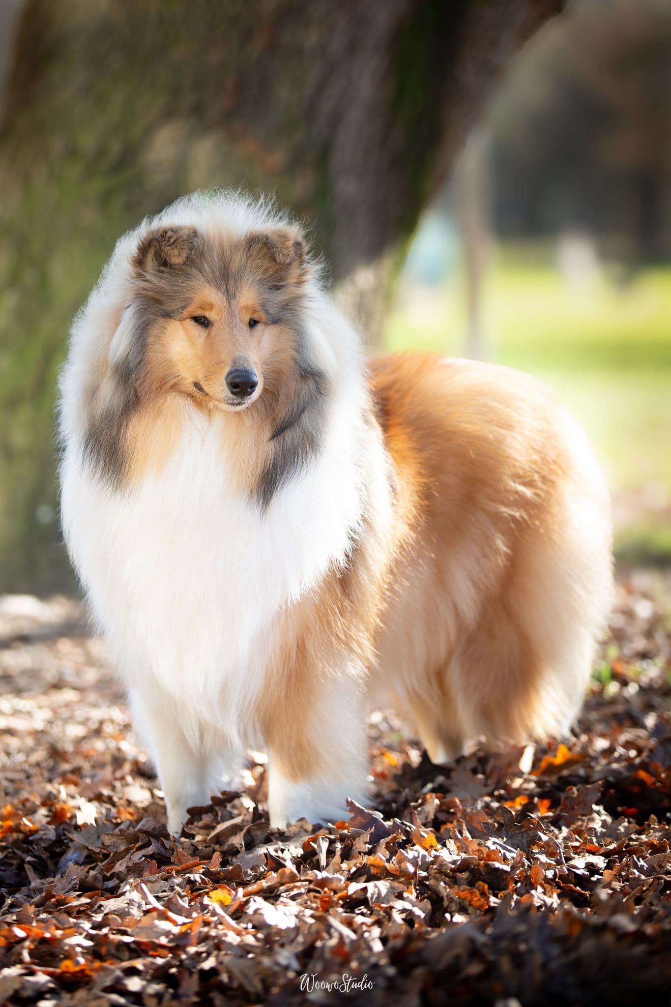 Multi Int Jnr Champion Elena Style Sweetclarina, Breeder & Owner Yasmin Clares