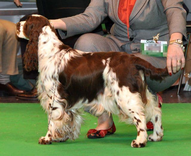 Best Dog Shampoo for Spaniel, Setters King Charles Spaniel, Silky Coat Shampoo