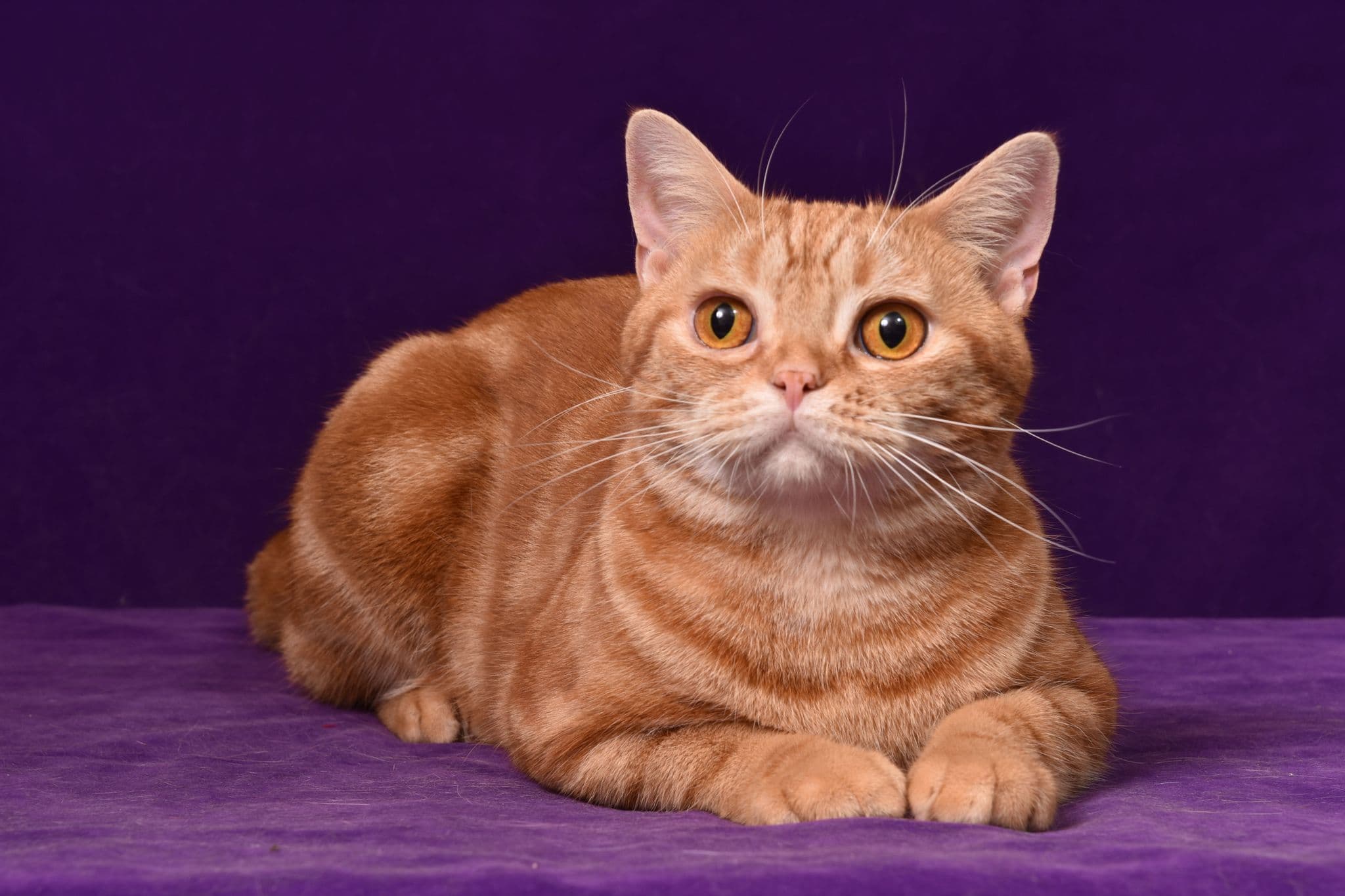 Best Cat Shampoo for Red Silky Cat, Russian Blue, Siamese, American Shorthair, Somali