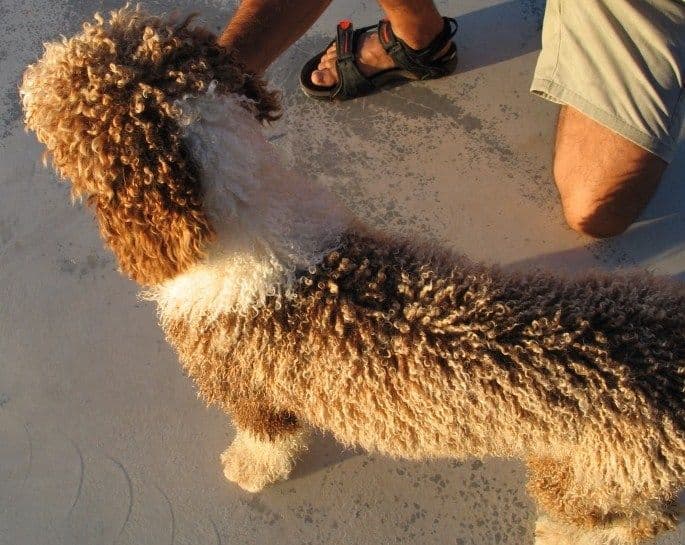 Best Dog Shampoo for Spanish Water Dog, Curly Coat Dog, Lagotto Romagnolo, Curly Coated Retriever, Portuguese Water Dogs