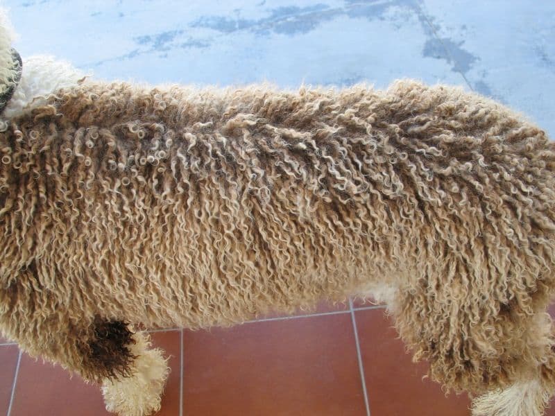 Best Dog Shampoo for Spanish Water Dog, Curly Coat Dog, Lagotto Romagnolo, Curly Coated Retriever, Portuguese Water Dogs