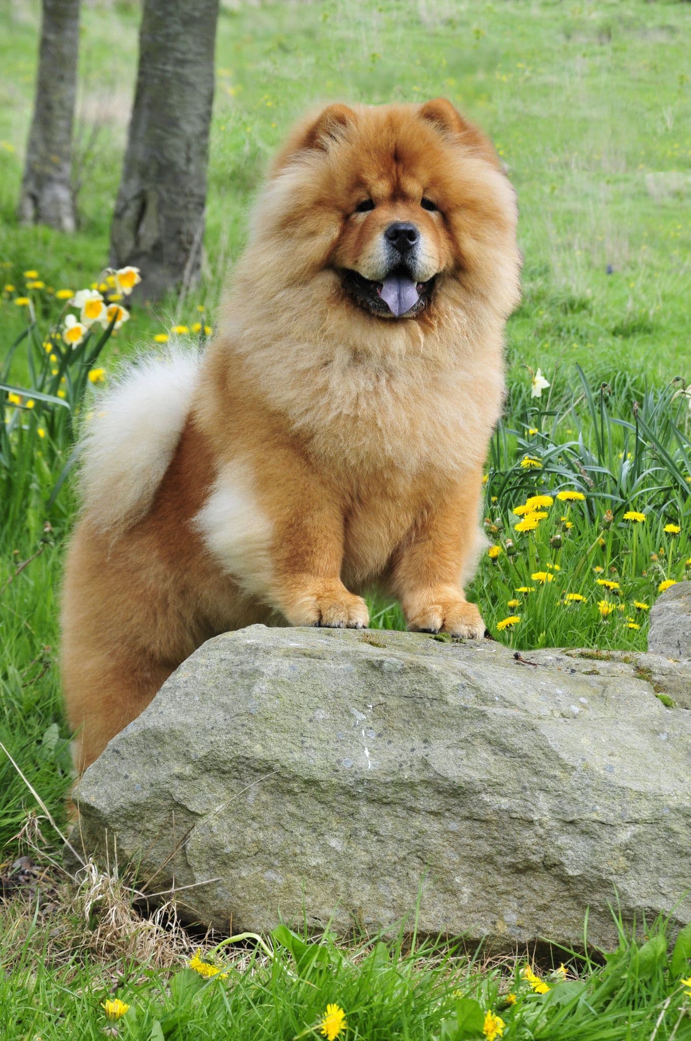 Samoyed Dog Chow Chow Mix Chow Chow Pomeranian Mix For Sale Herbal