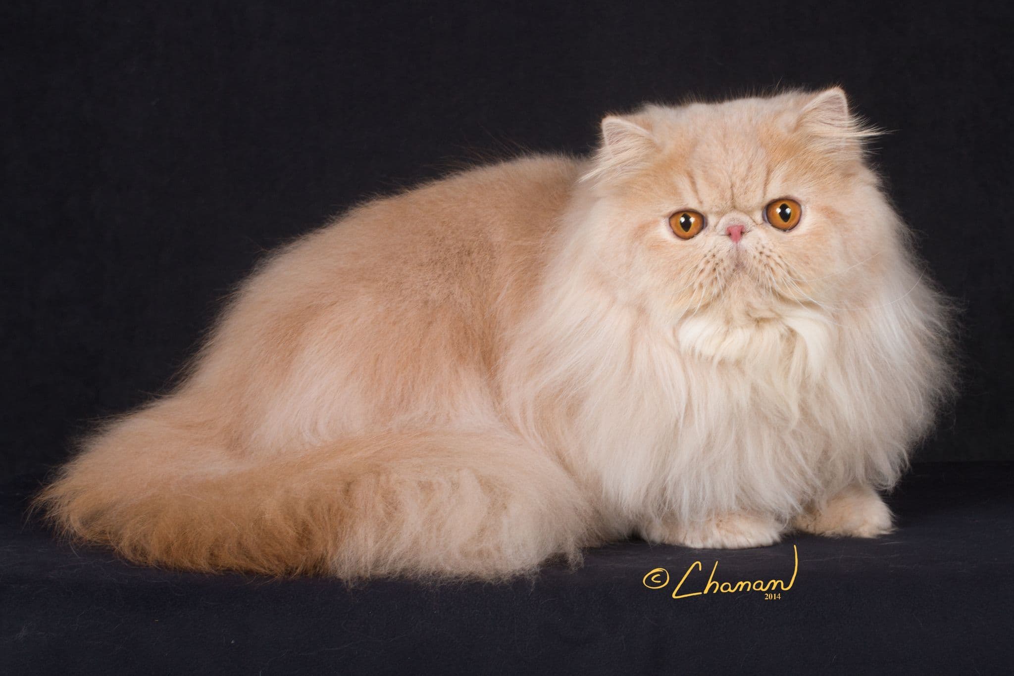 Best Cat Shampoo for Persian Texture Volume Cats Shampoo