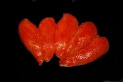 Marinated Chicken Fillets