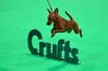 Crufts 2026