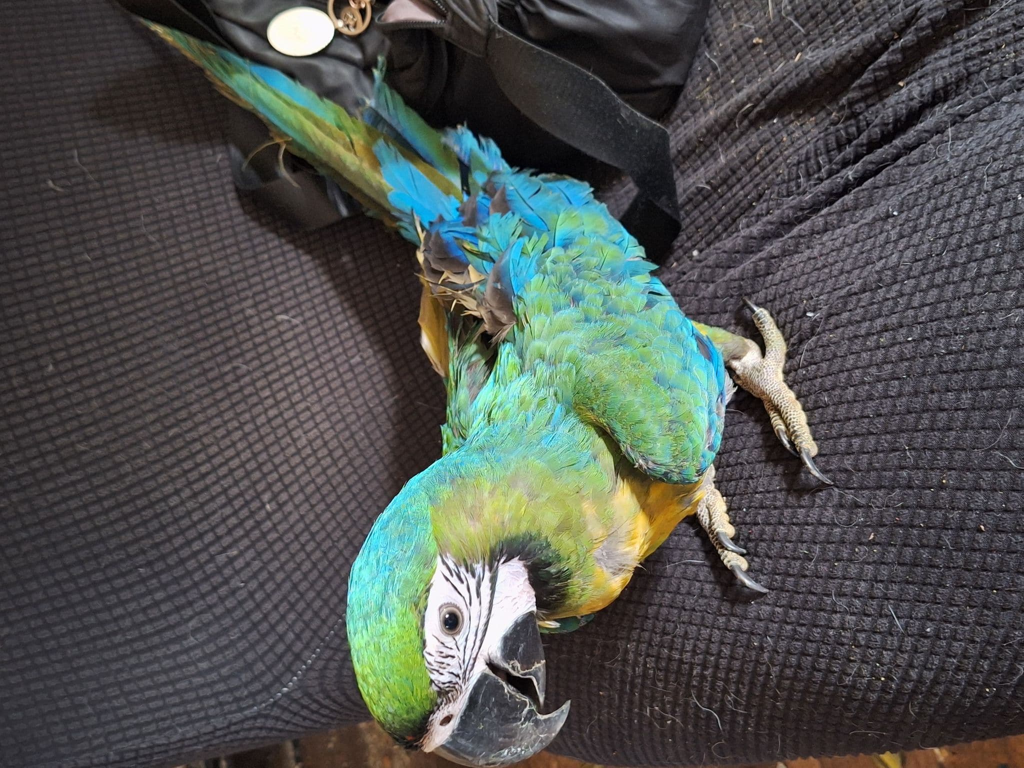 Every Parrot Deserves a Home — But Not Every Home Deserves a Parrot
