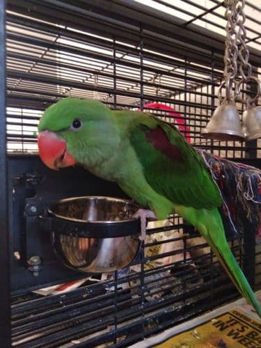 Alexandine parakeets Only one left