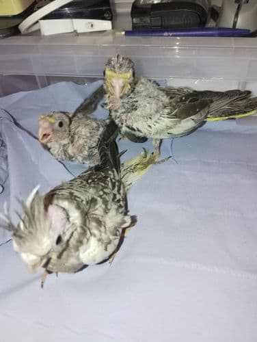 Baby Hand Reared Cockatiels