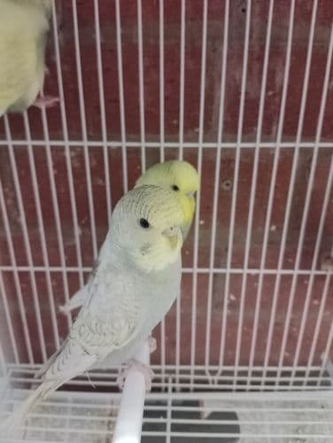 Budgies (available Now)