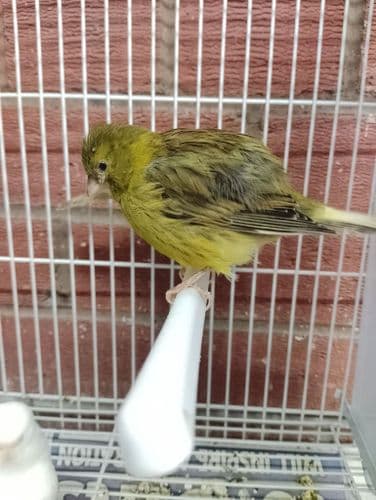 Canaries (Available Now)