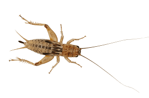 Crickets (all sizes)